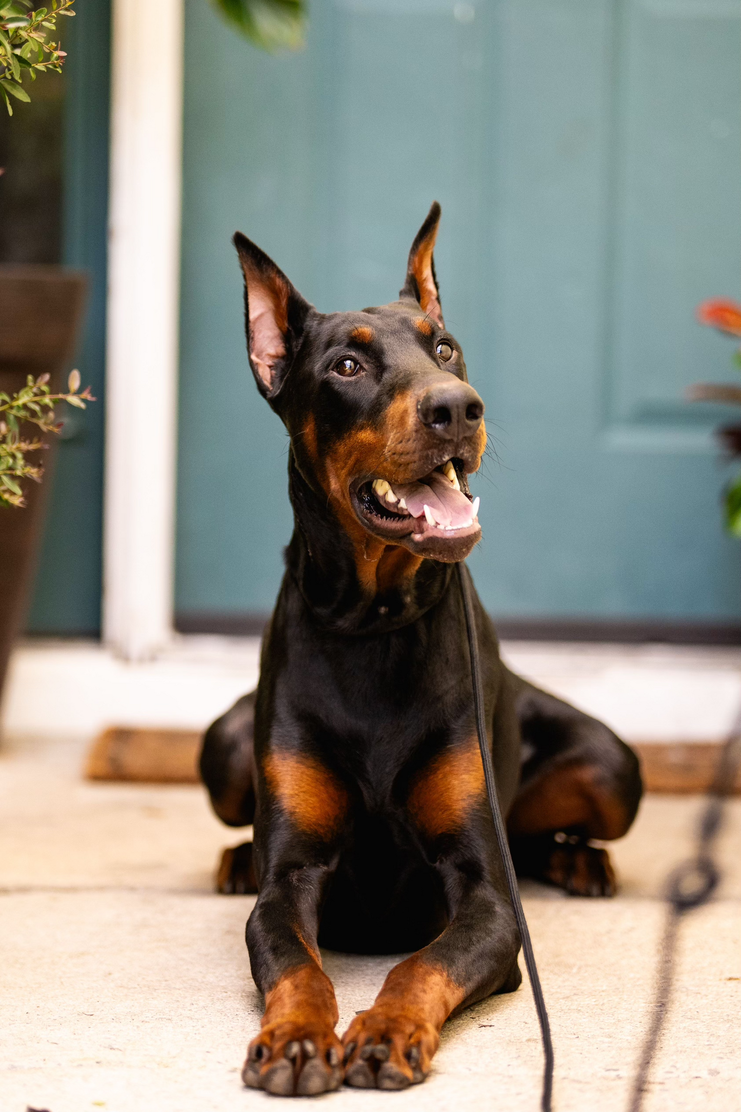 Nvidia's Boarding Affirm